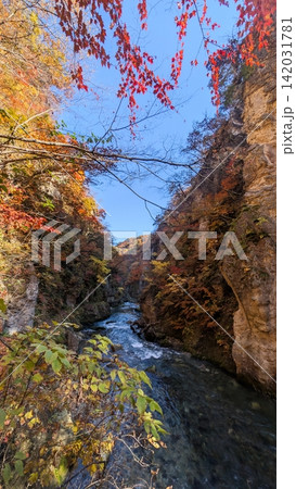 紅葉が迫る鳴子峡の渓谷と清流のダイナミックな景観 紅葉が迫る鳴子峡の渓谷と清流のダイナミックな景観 142031781