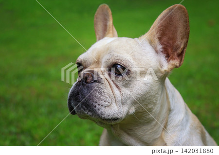 French bulldog portrait looking away French bulldog portrait looking away 142031880