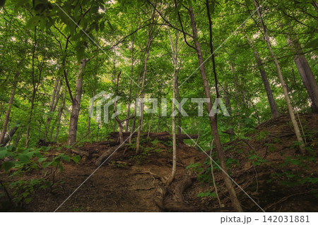 Lush green forest canopy over earthen slope Lush green forest canopy over earthen slope 142031881