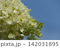 青空を背景に咲く白いノリウツギの花(コピスペースあり) 青空を背景に咲く白いノリウツギの花(コピスペースあり) 142031895