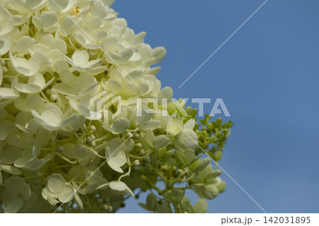 青空を背景に咲く白いノリウツギの花（コピスペースあり） 142031895