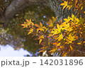 木漏れ日に透けるオレンジ色のモミジの葉(紅葉イメージ) 木漏れ日に透けるオレンジ色のモミジの葉(紅葉イメージ) 142031896