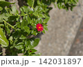 緑の葉の中で鮮やかに咲く一輪の赤いハナツルソウ(ベビーサンローズ) 緑の葉の中で鮮やかに咲く一輪の赤いハナツルソウ(ベビーサンローズ) 142031897
