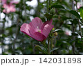 木漏れ日の中で咲くピンク色のムクゲ(木槿)の花と蕾 木漏れ日の中で咲くピンク色のムクゲ(木槿)の花と蕾 142031898