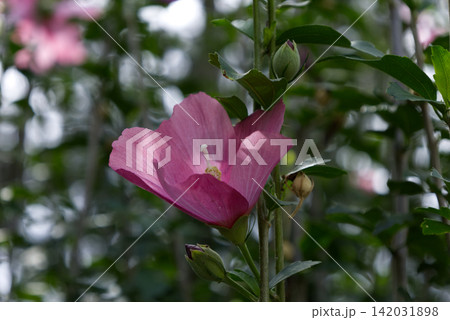 木漏れ日の中で咲くピンク色のムクゲ(木槿)の花と蕾 木漏れ日の中で咲くピンク色のムクゲ(木槿)の花と蕾 142031898