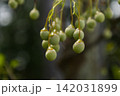 木漏れ日の中で実を結ぶエゴノキの青い実 木漏れ日の中で実を結ぶエゴノキの青い実 142031899