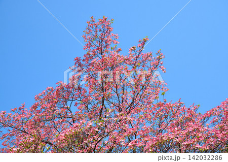 満開のハナミズキと青空 満開のハナミズキと青空 142032286
