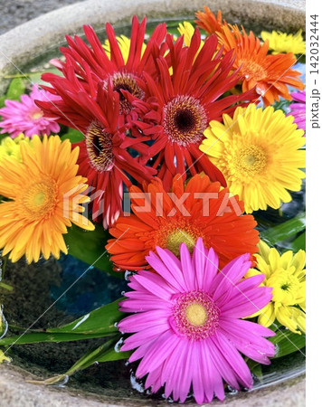 色とりどりのガーベラと笹の葉が水面に浮かぶ8月の花手水(クローズアップ)〈菅生神社/愛知県岡崎市〉 142032444