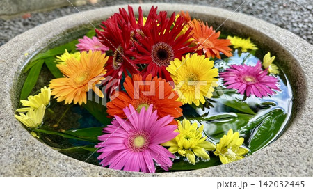 色とりどりのガーベラと笹の葉が水面に浮かぶ8月の涼しげな花手水〈菅生神社/愛知県岡崎市〉 142032445