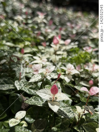 鮮やかなピンクと白の美しい新芽が彩るハツユキカズラ（栃木県栃木市・とちぎ花センター） 142032545