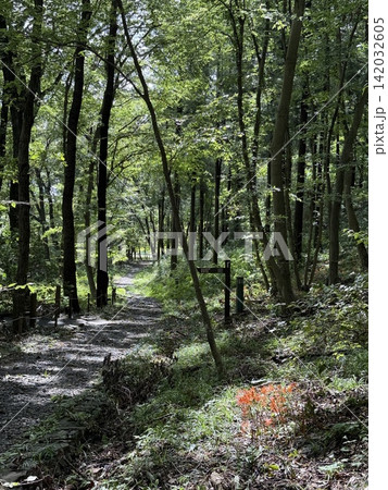 木漏れ日が差し込む緑豊かな山道と足元に群生するキツネノカミソリ(栃木県・みかも山公園) 木漏れ日が差し込む緑豊かな山道と足元に群生するキツネノカミソリ(栃木県・みかも山公園) 142032605