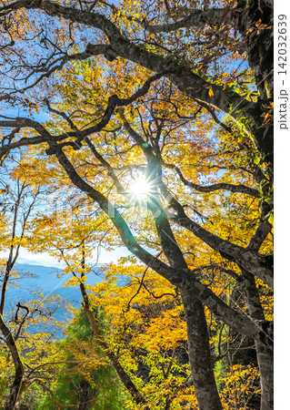氷ノ山 ぶんまわしコース 木漏れ日と太陽の光芒が輝く黄葉の森※作品コメント欄に撮影位置 氷ノ山 ぶんまわしコース 木漏れ日と太陽の光芒が輝く黄葉の森※作品コメント欄に撮影位置 142032639