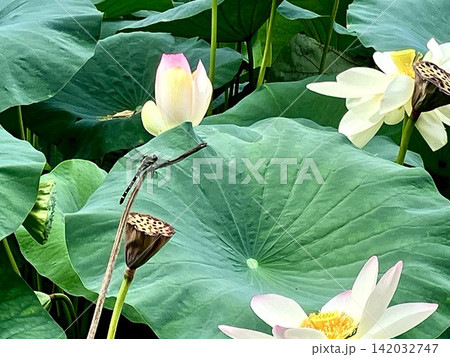 蓮の花と葉にとまるトンボ 蓮の花と葉にとまるトンボ 142032747