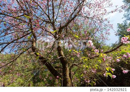 台湾最高峰、玉山登山ルートの風景 142032921