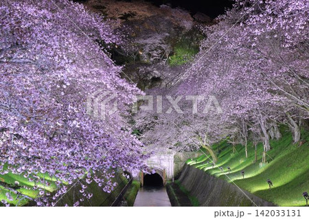 桜 桜 142033131