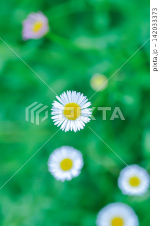 daisy, Daisy Fleabane or Erigeron annuus or Erigeron karvinskianus or Latin American fleabane or Mexican Fleabane or common daisy or white flower daisy, Daisy Fleabane or Erigeron annuus or Erigeron karvinskianus or Latin American fleabane or Mexican Fleabane or common daisy or white flower 142033373