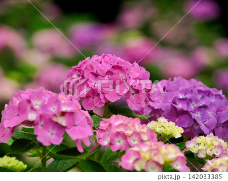 雨上がりの紫陽花 142033385