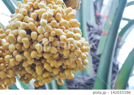 ARECACEAE, Date palm or Phoenix dactylifera L or dactylifera with fruit on the tree ARECACEAE, Date palm or Phoenix dactylifera L or dactylifera with fruit on the tree 142033396