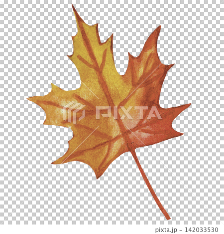 Orange Maple Leaf Autumn Halloween Illustration Orange Maple Leaf Autumn Halloween Illustration 142033530