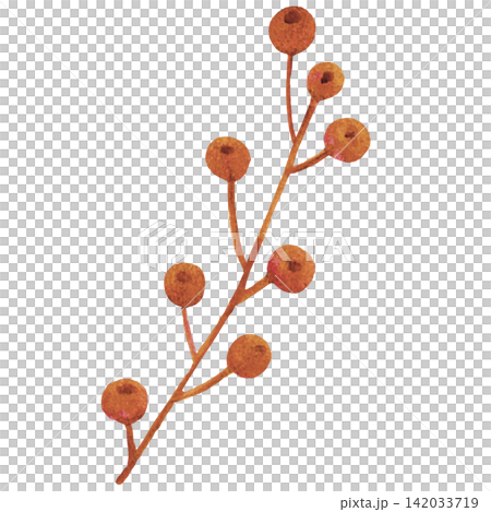 Autumn Berry Branch Watercolor Illustration for Halloween Decoration Autumn Berry Branch Watercolor Illustration for Halloween Decoration 142033719