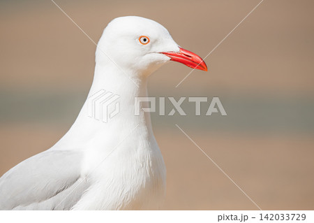 Silver Gull Silver Gull 142033729