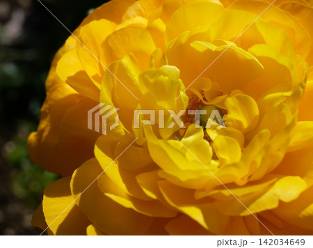 黄色いラナンキュラスの花の接写写真 黄色いラナンキュラスの花の接写写真 142034649