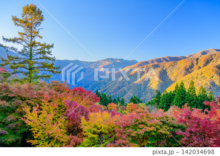 11月初旬の快晴の朝 朝日を浴びて色づく三峰神社参道沿いの紅葉と秩父山地の山並みの風景 142034698