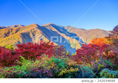 11月初旬の快晴の朝 朝日を浴びて色づく三峰神社参道沿いの紅葉と秩父山地の山並みの風景 11月初旬の快晴の朝 朝日を浴びて色づく三峰神社参道沿いの紅葉と秩父山地の山並みの風景 142034699