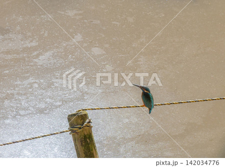 ロープに止まるカワセミ 水辺の野鳥 142034776