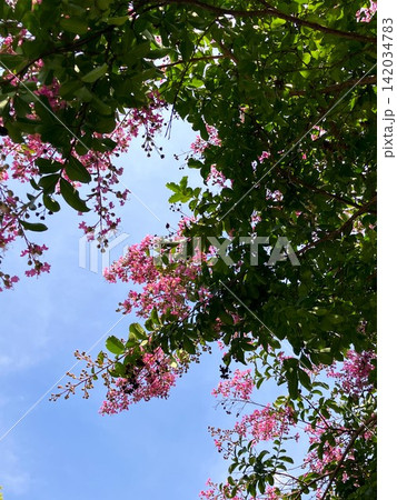 青空と百日紅 青空と百日紅 142034783