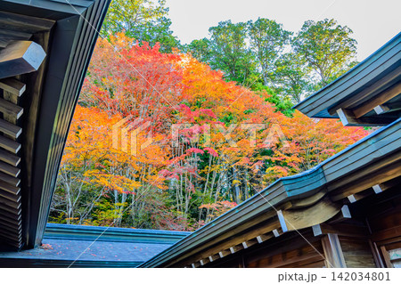 11月初旬の快晴の朝 秩父三峰神社で社殿の屋根越しに望む背景の林の美しい紅葉の風景 11月初旬の快晴の朝 秩父三峰神社で社殿の屋根越しに望む背景の林の美しい紅葉の風景 142034801