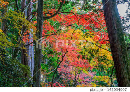 11月初旬の快晴の朝 三峰公園内の遊歩道沿いに広がる色とりどりの美しい紅葉の風景 11月初旬の快晴の朝 三峰公園内の遊歩道沿いに広がる色とりどりの美しい紅葉の風景 142034907