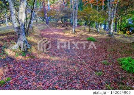 11月初旬の快晴の朝 三峰公園内の遊歩道沿いに広がる色とりどりの美しい紅葉の風景 11月初旬の快晴の朝 三峰公園内の遊歩道沿いに広がる色とりどりの美しい紅葉の風景 142034909