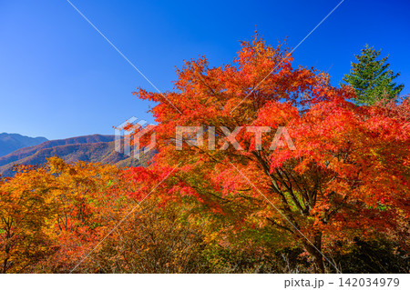11月初旬の快晴の朝 朝日を浴びて色づく三峰神社参道沿いの紅葉と秩父山地の山並みの風景 11月初旬の快晴の朝 朝日を浴びて色づく三峰神社参道沿いの紅葉と秩父山地の山並みの風景 142034979