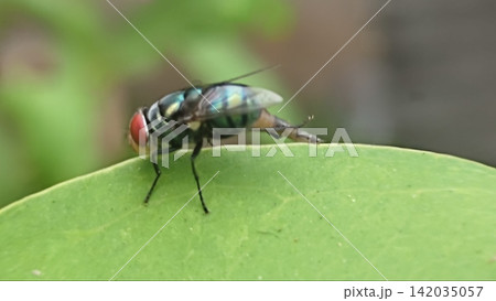 Macro Shot of a Common Green Bottle Fly (Lucilia sericata) Resting on a Green Leaf Macro Shot of a Common Green Bottle Fly (Lucilia sericata) Resting on a Green Leaf 142035057