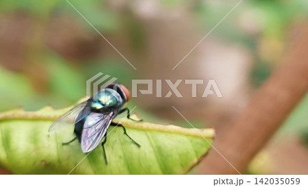 Macro Shot of a Common Green Bottle Fly (Lucilia sericata) Resting on a Green Leaf Macro Shot of a Common Green Bottle Fly (Lucilia sericata) Resting on a Green Leaf 142035059