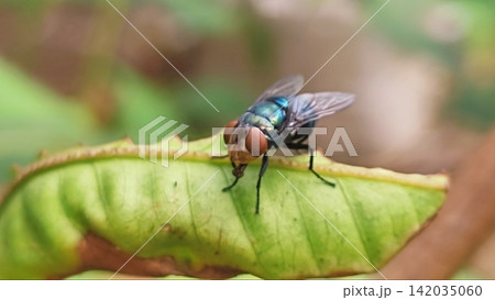 Macro Shot of a Common Green Bottle Fly (Lucilia sericata) Resting on a Green Leaf Macro Shot of a Common Green Bottle Fly (Lucilia sericata) Resting on a Green Leaf 142035060