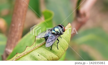 Macro Shot of a Common Green Bottle Fly (Lucilia sericata) Resting on a Green Leaf Macro Shot of a Common Green Bottle Fly (Lucilia sericata) Resting on a Green Leaf 142035061