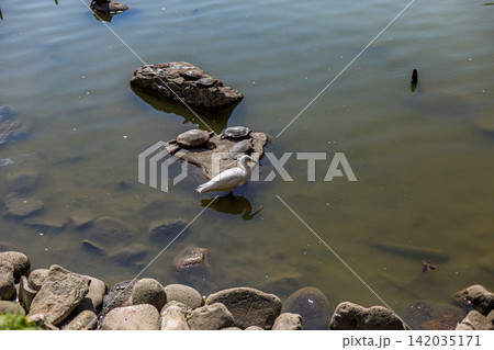 明るい日の光が差し込む池の浅瀬で静止するコサギ 清澄庭園 2024年3月 142035171