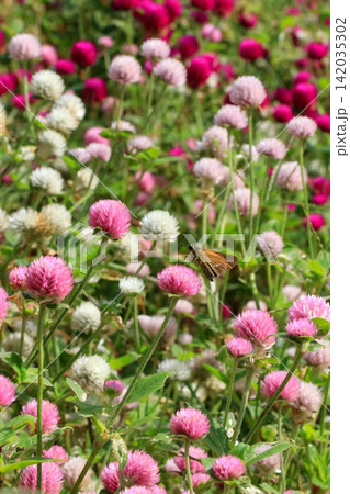花の蜜を吸うチョウ 花の蜜を吸うチョウ 142035302