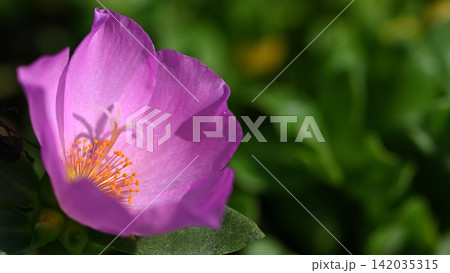 美しいポーチュラカの花 美しいポーチュラカの花 142035315