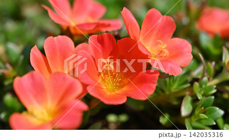 美しいポーチュラカの花 美しいポーチュラカの花 142035316