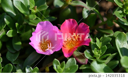 美しいポーチュラカの花 美しいポーチュラカの花 142035318