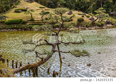 池の水面に張り出す松の木と水面に浮かぶカモの風景 清澄庭園 2024年3月 池の水面に張り出す松の木と水面に浮かぶカモの風景 清澄庭園 2024年3月 142035335