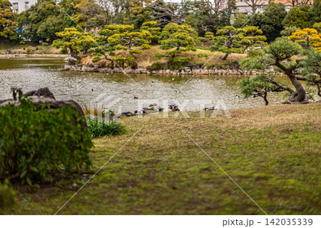 池の縁の緑の芝生で羽を休めるカモたちののどかな風景 清澄庭園 2024年3月 池の縁の緑の芝生で羽を休めるカモたちののどかな風景 清澄庭園 2024年3月 142035339