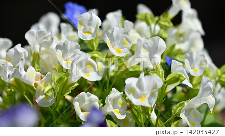 白いトレニアの花 白いトレニアの花 142035427