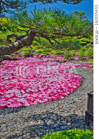 【由志園】の池泉牡丹 (島根県) 【由志園】の池泉牡丹 (島根県) 142035433