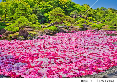 【由志園】の池泉牡丹 (島根県) 【由志園】の池泉牡丹 (島根県) 142035438
