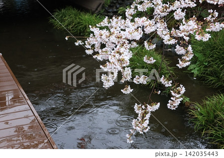 雨の日の桜が咲く二ヶ領用水宿河原堤桜並木 雨の日の桜が咲く二ヶ領用水宿河原堤桜並木 142035443
