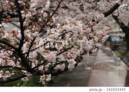 雨の日の桜が咲く二ヶ領用水宿河原堤桜並木 142035445